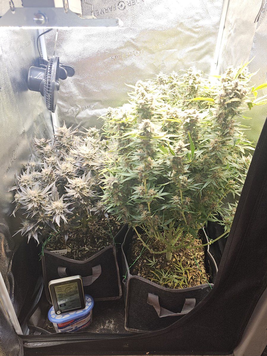 1st grow is it done