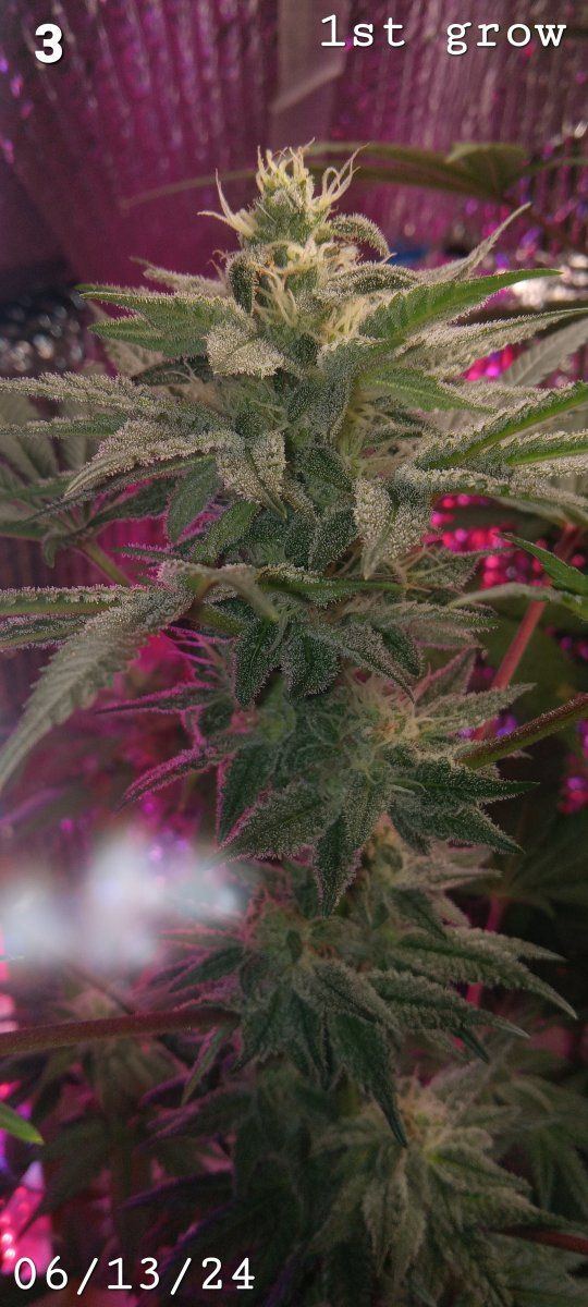 1st grow