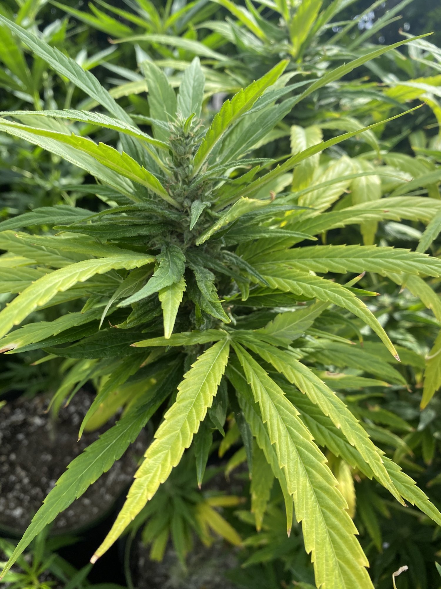 1st grow late flower  are these leafs supposed to be yellow or are they locked out or lacking 