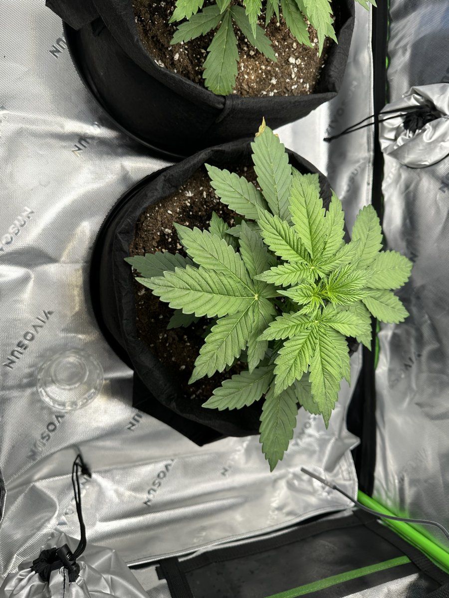 1st grow looking for a leaf diagnosis please help 2