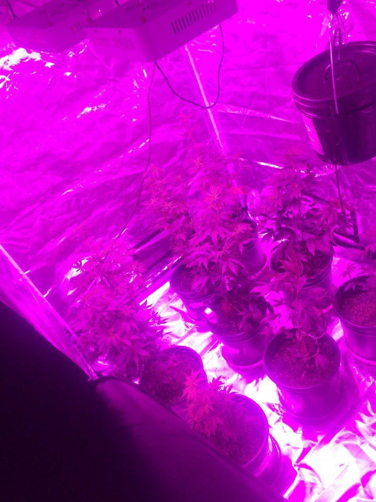 1st grow no experience