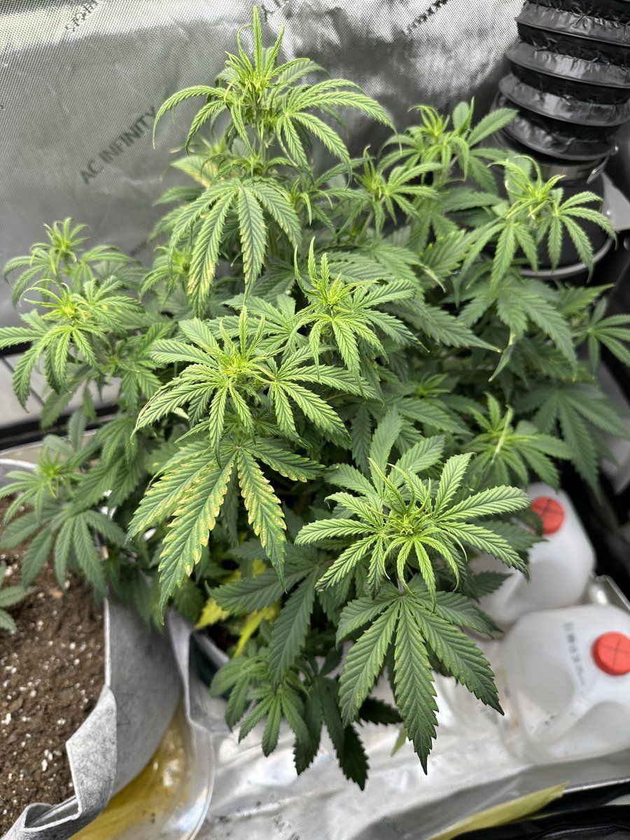 1st grow nutrient issue or 2