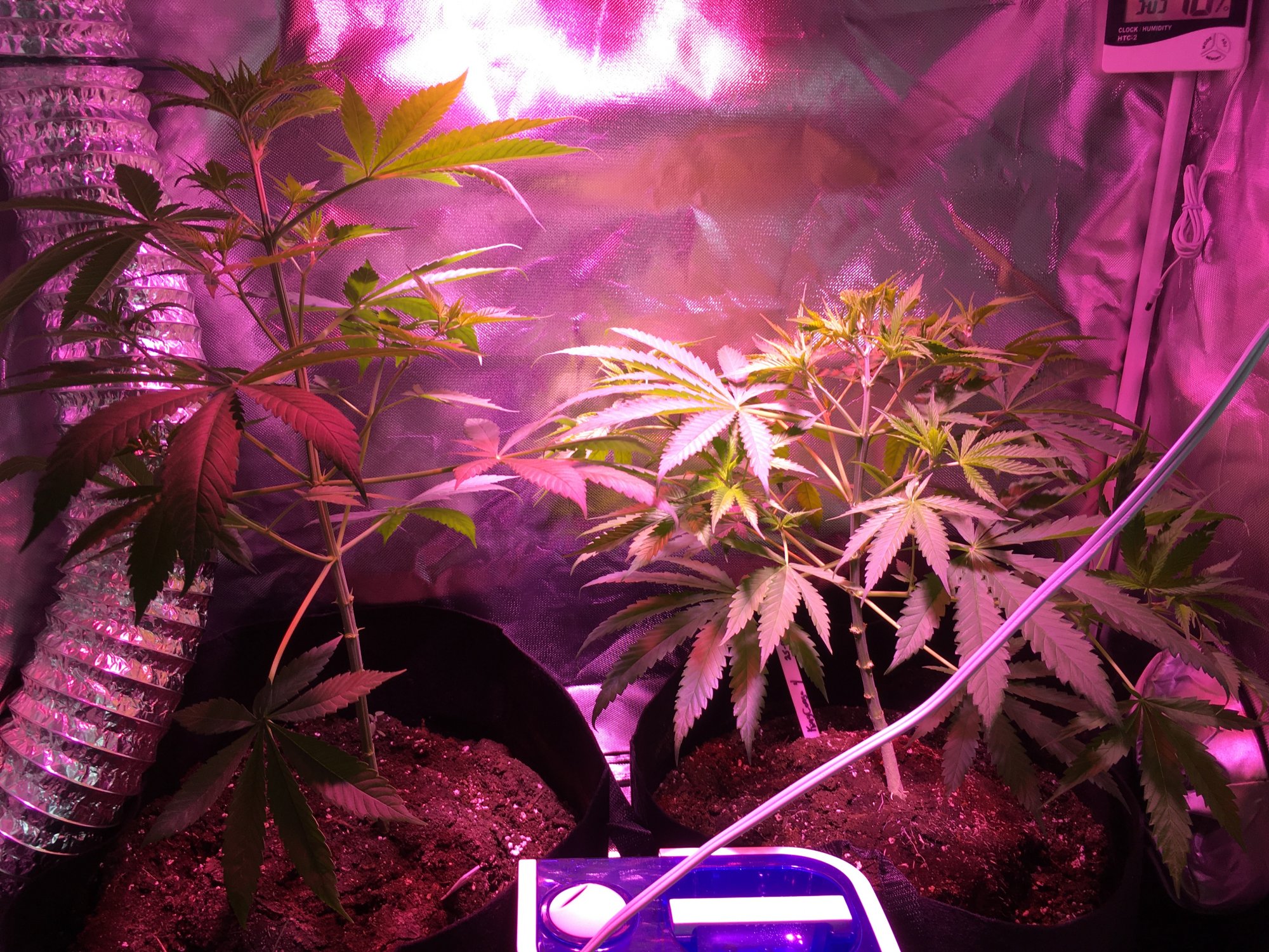 1st grow the king congo 2