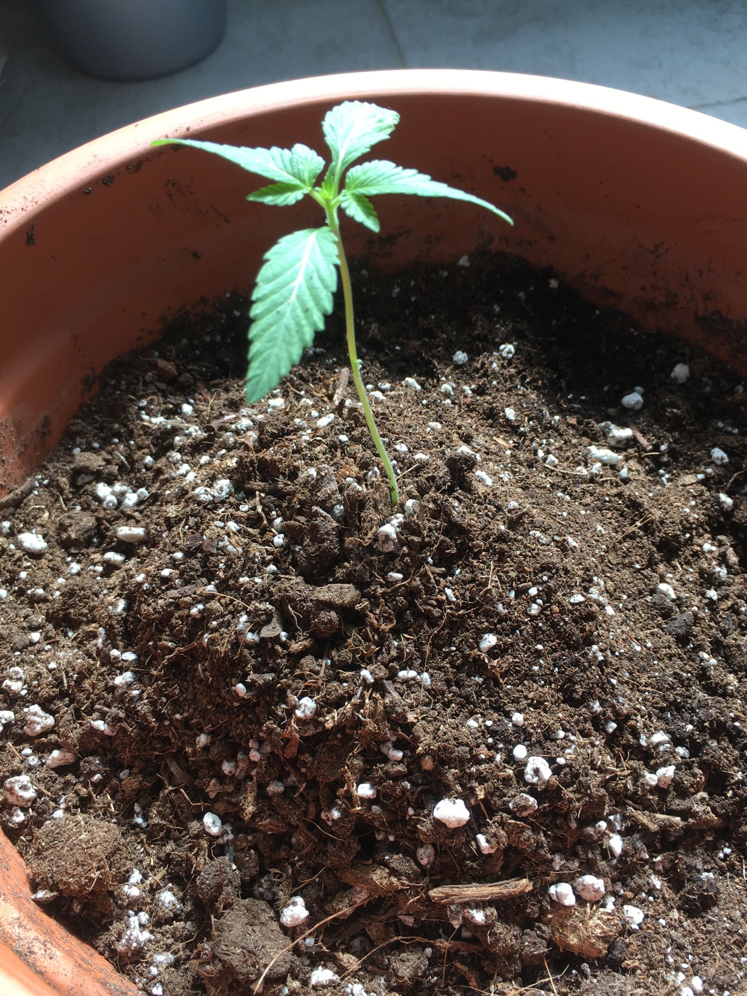 1st grow the king congo 3