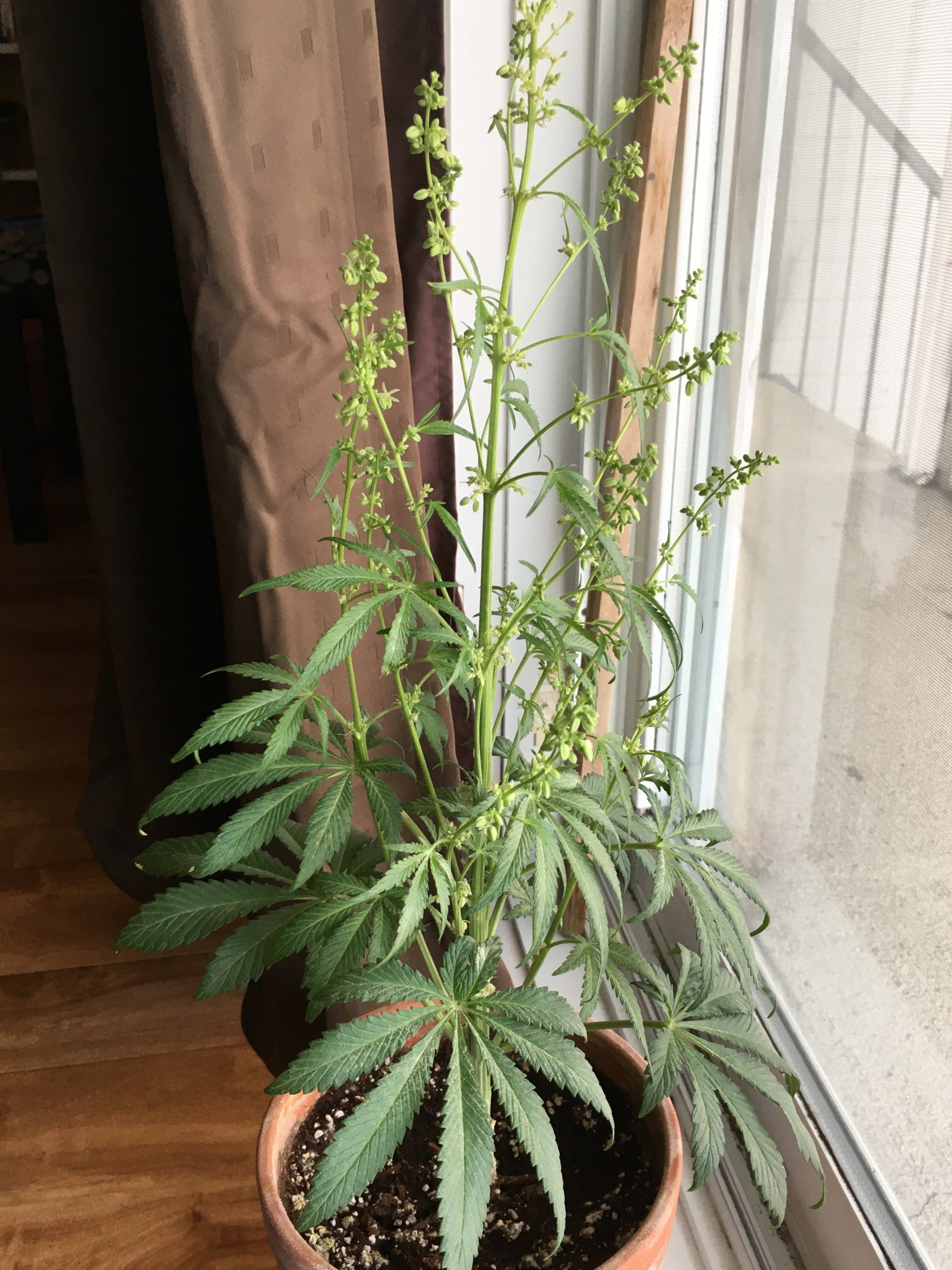 1st grow the king congo 4