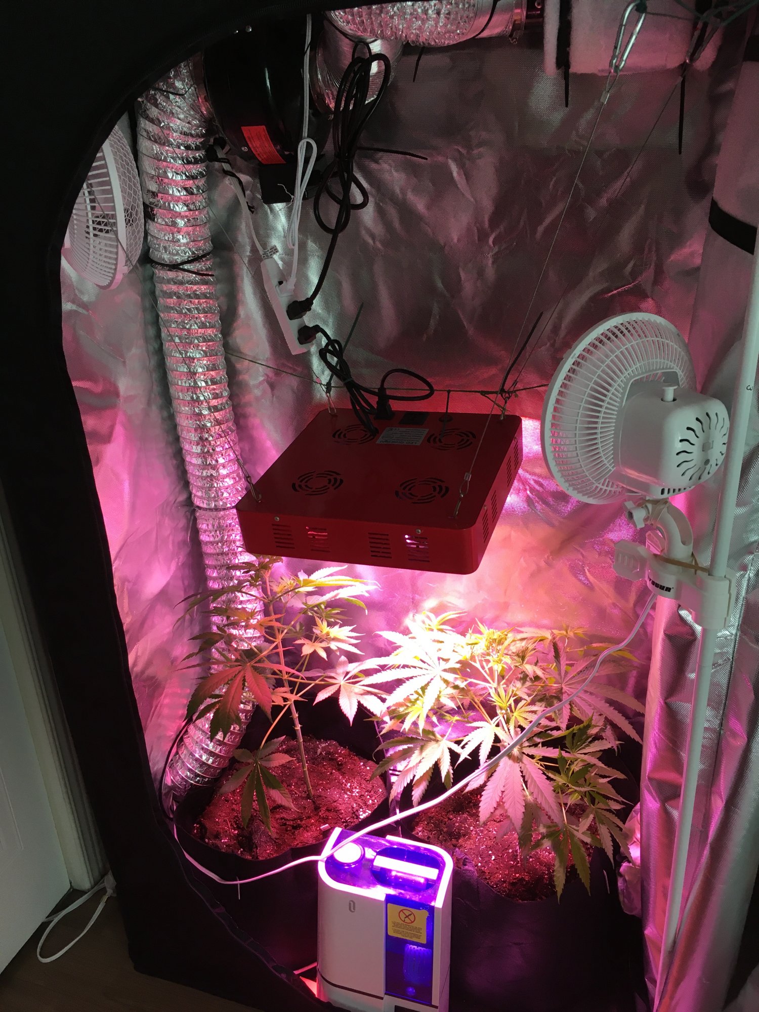 1st grow the king congo