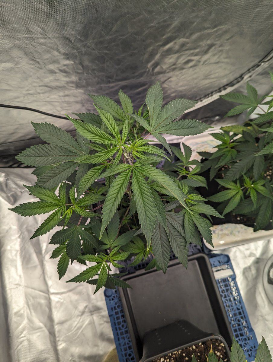 1st grow using permanent marker but havent got a clue how many nodes im at help please 10