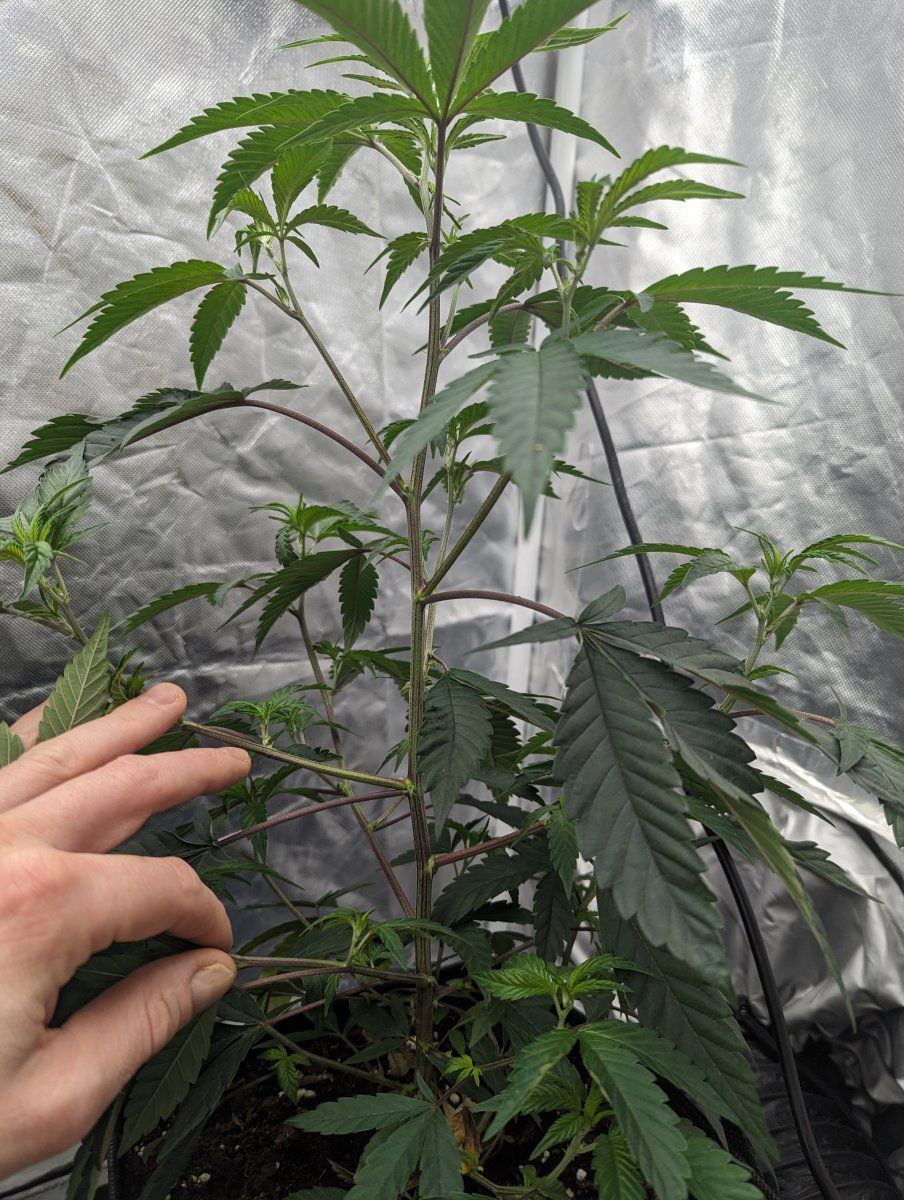 1st grow using permanent marker but havent got a clue how many nodes im at help please 13