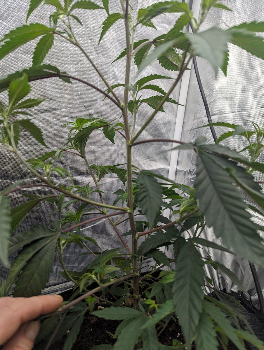1st grow using permanent marker but havent got a clue how many nodes im at help please 14