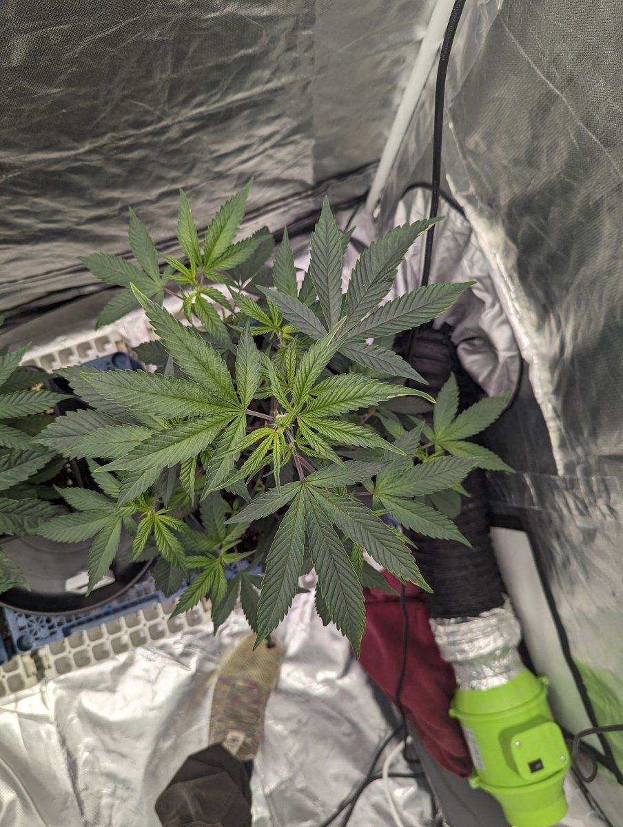 1st grow using permanent marker but havent got a clue how many nodes im at help please 2