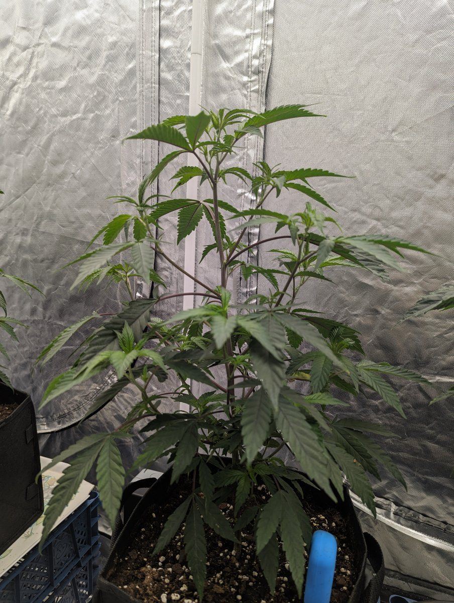 1st grow using permanent marker but havent got a clue how many nodes im at help please 5