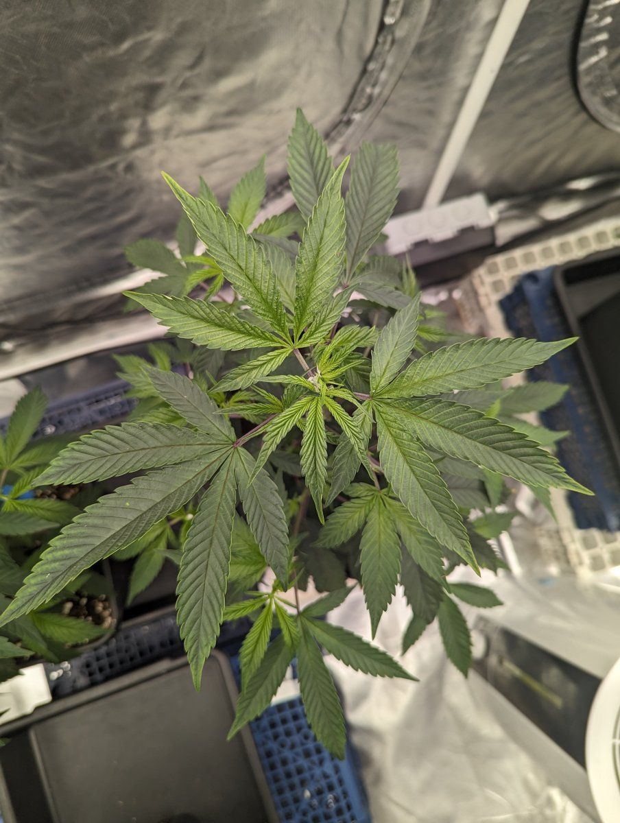 1st grow using permanent marker but havent got a clue how many nodes im at help please 8