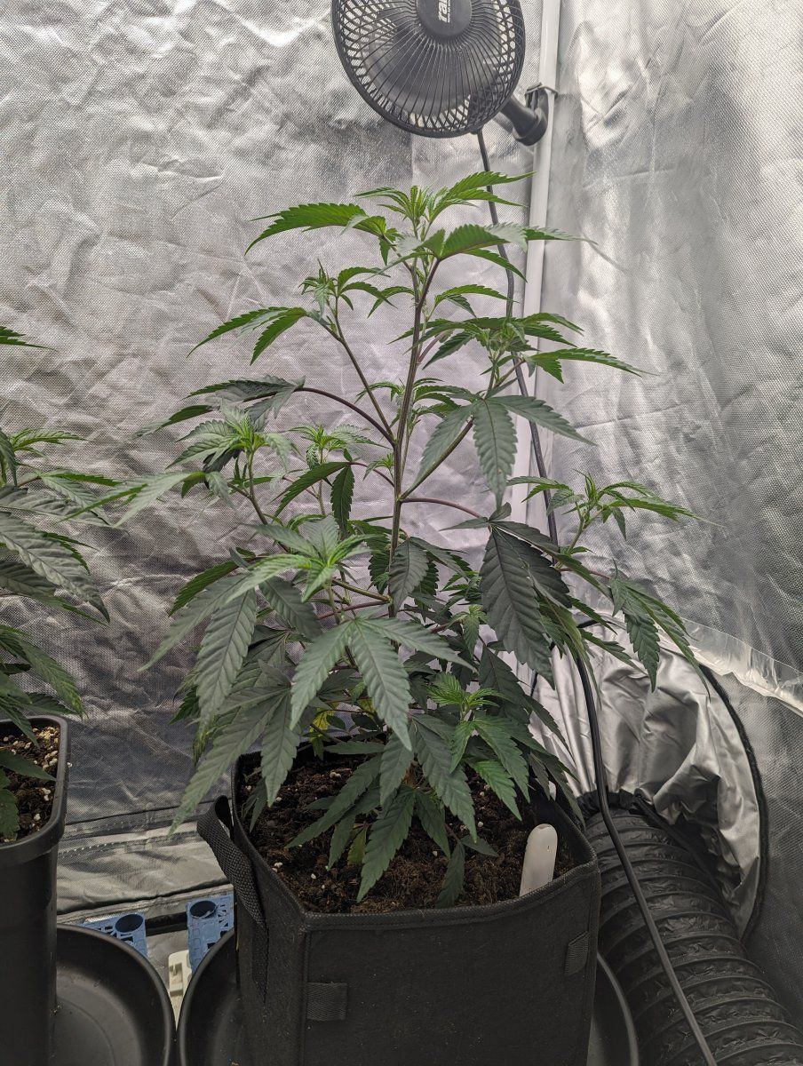 1st grow using permanent marker but havent got a clue how many nodes im at help please