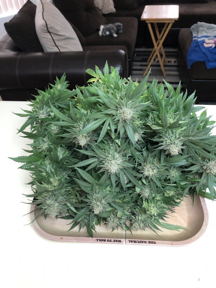 1st harvest 3