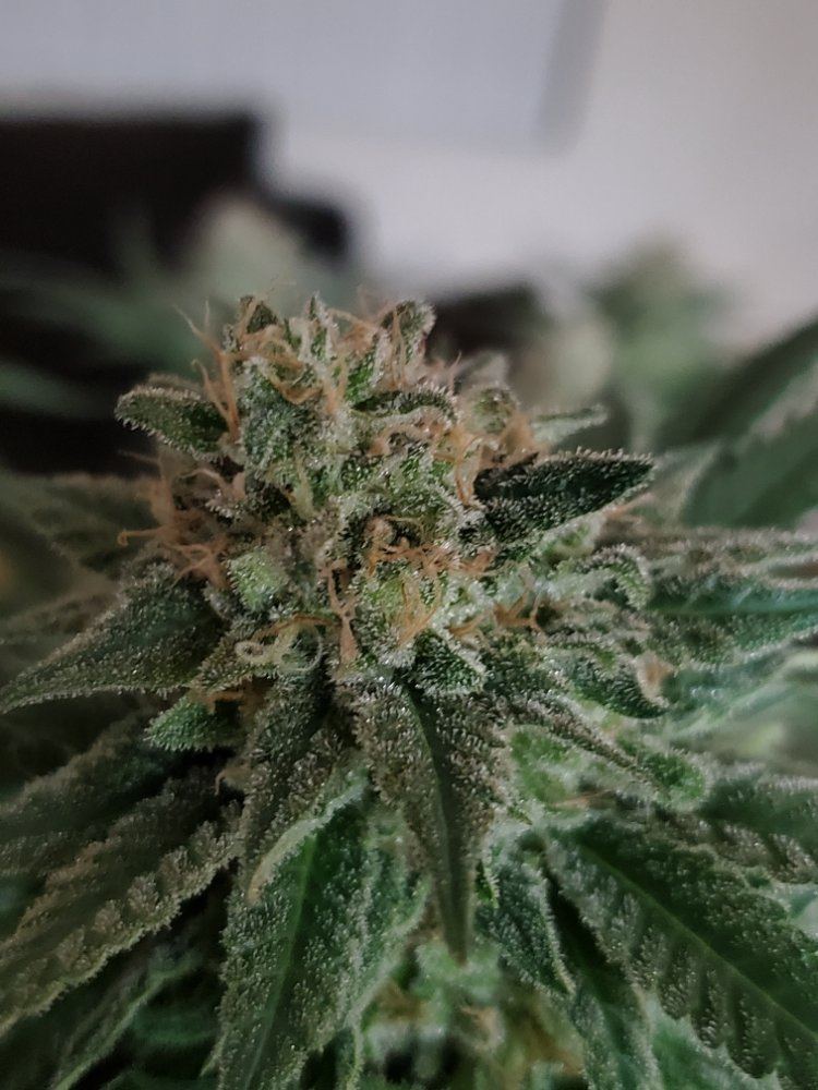 1st harvest 4
