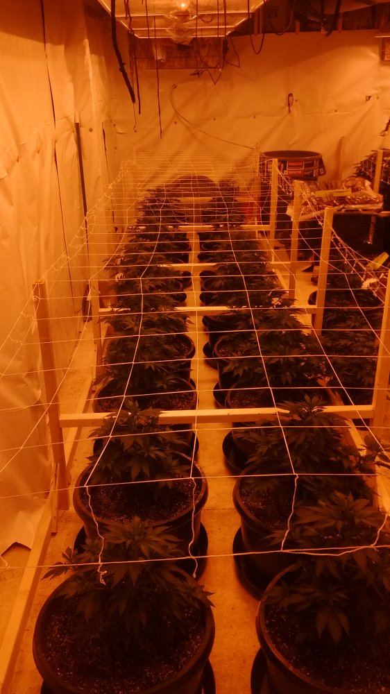 1st indoor grow 3