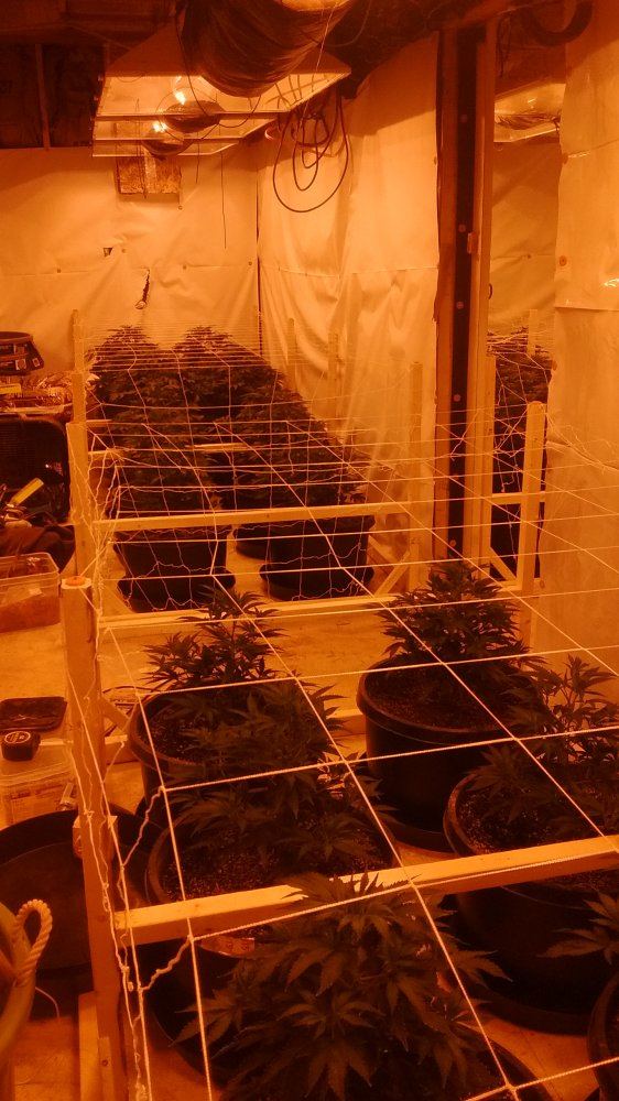 1st indoor grow 4