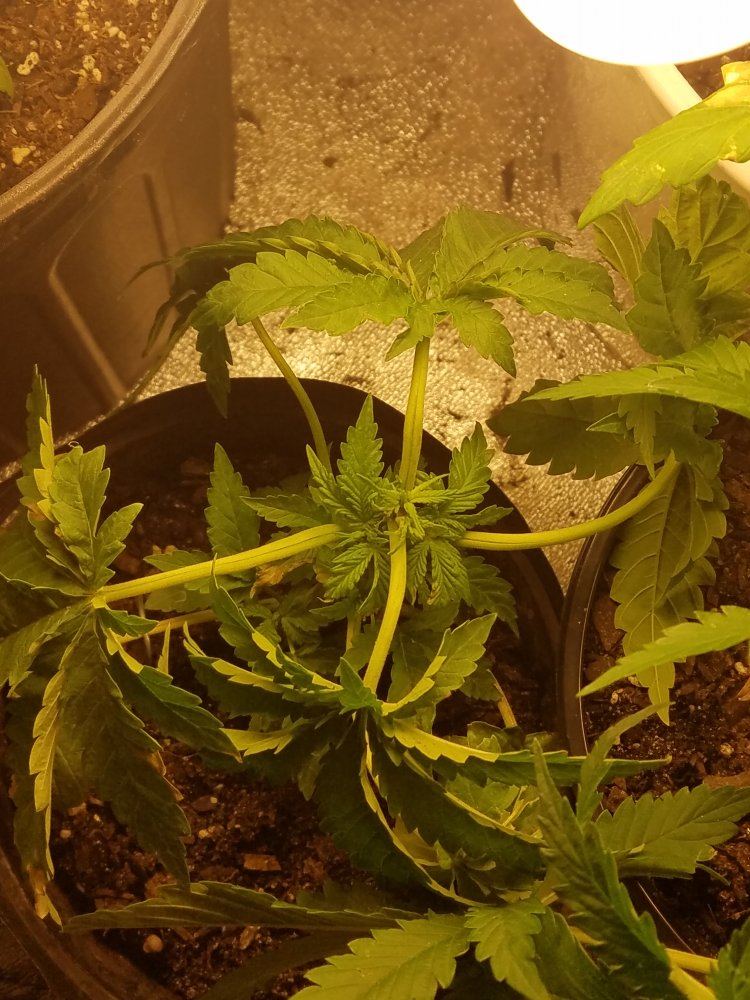 1st indoor  grow 4