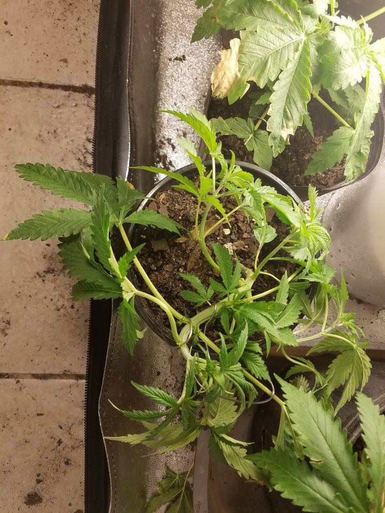 1st indoor  grow 5