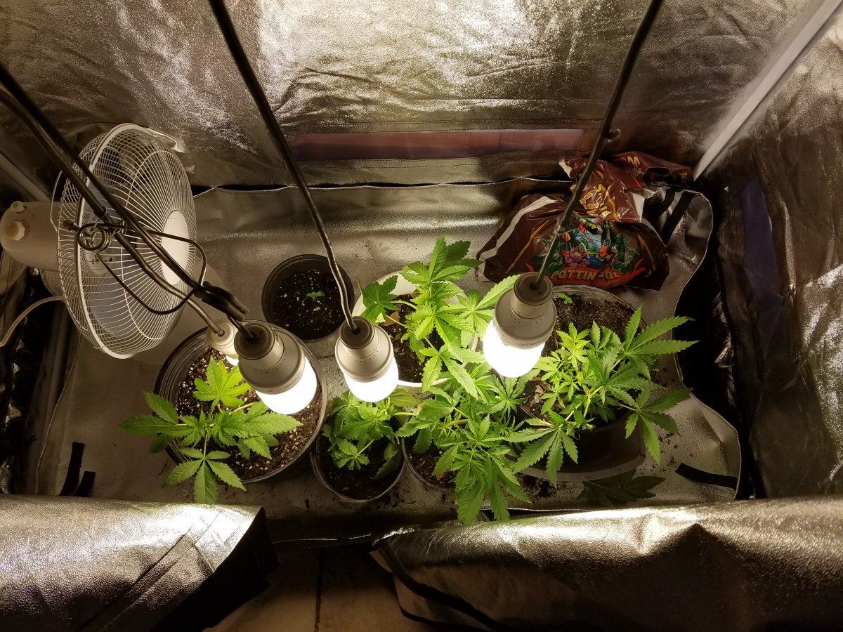 1st indoor  grow 7