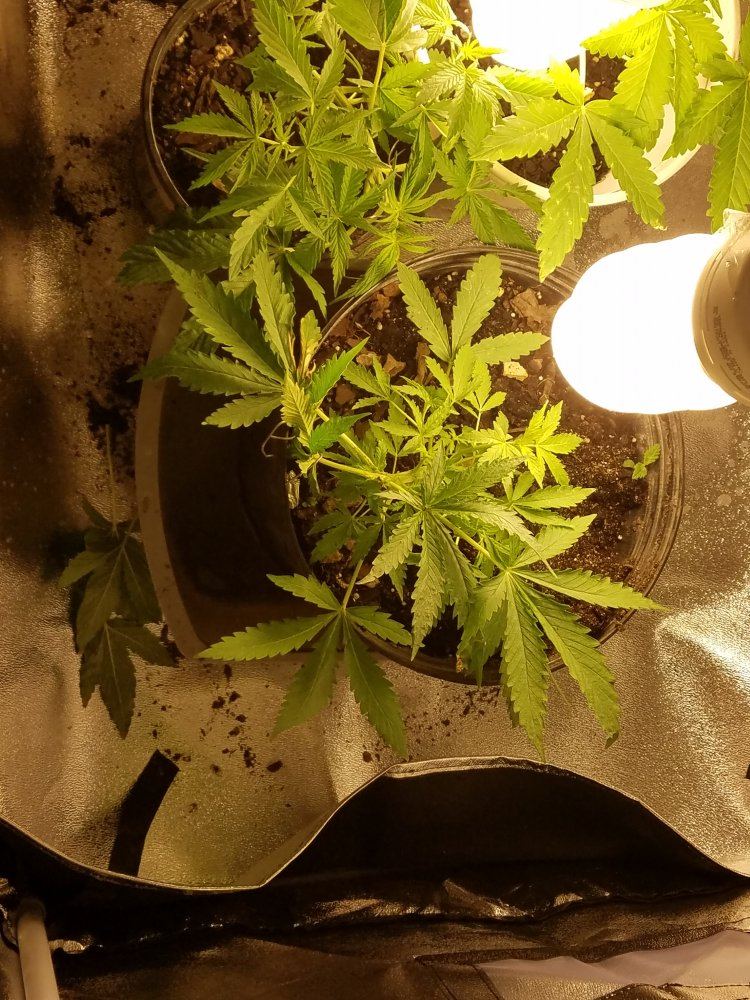 1st indoor  grow 8