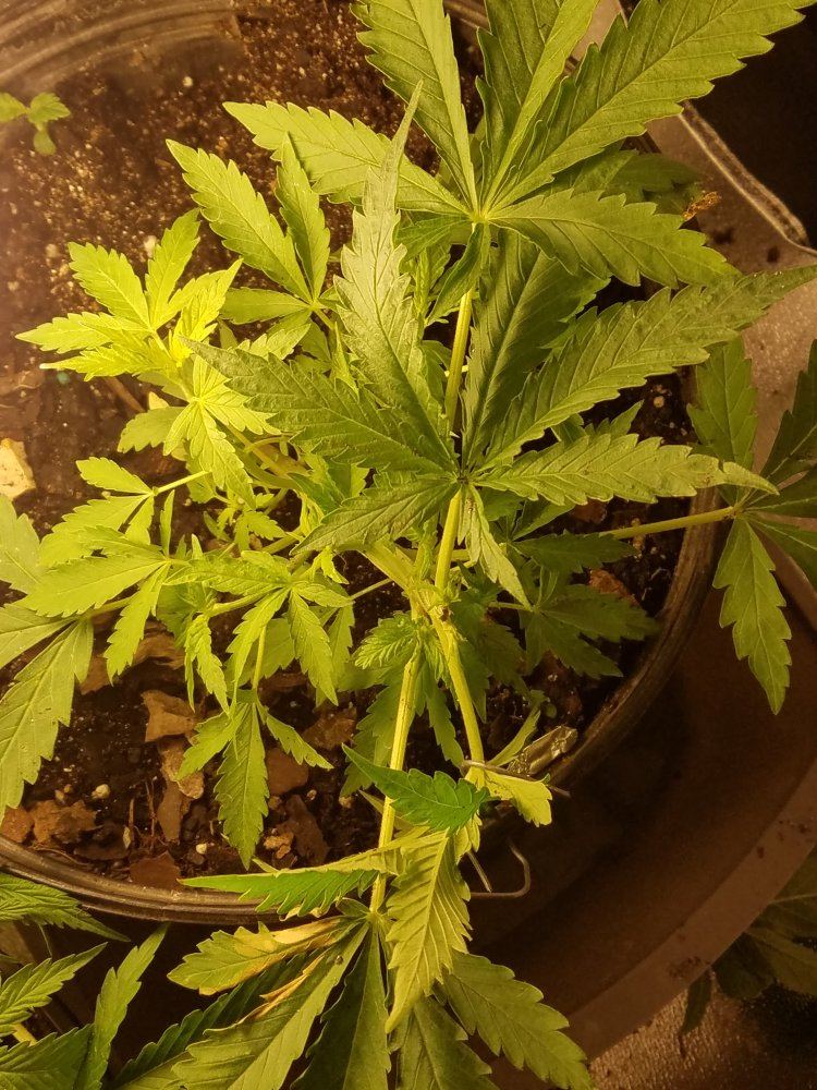 1st indoor  grow 9