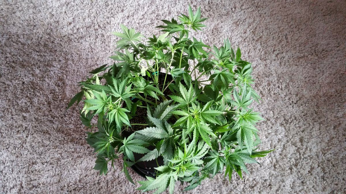 1st indoor grow heading into flower 5