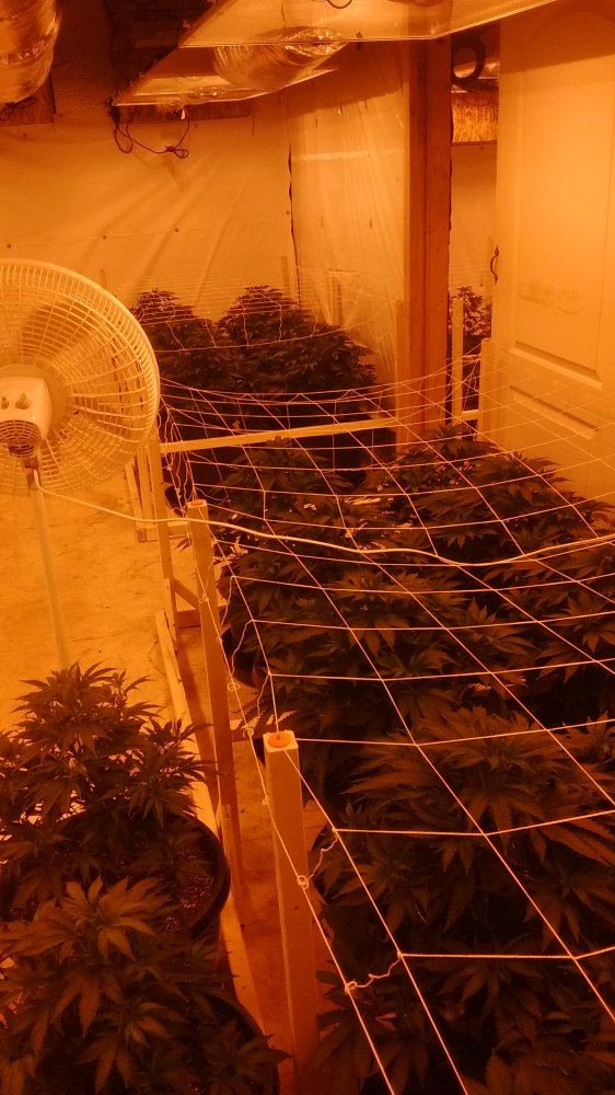 1st indoor grow