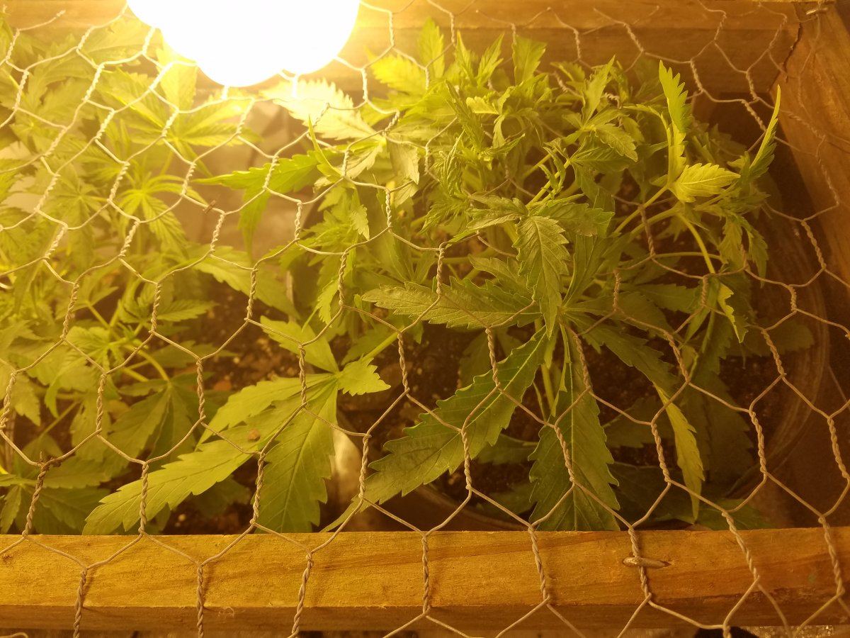1st indoor  grow