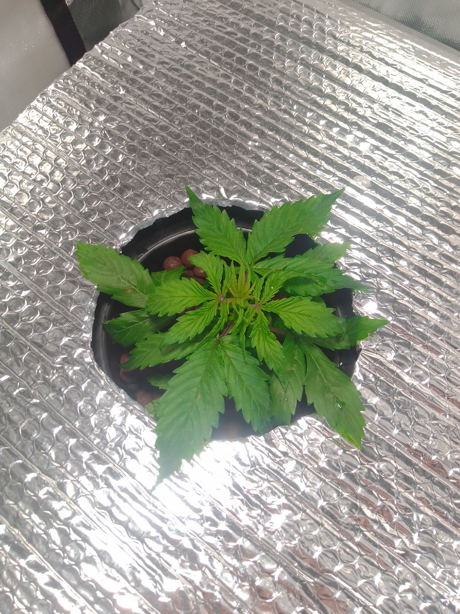 1st time dwc issues  rootpest 3