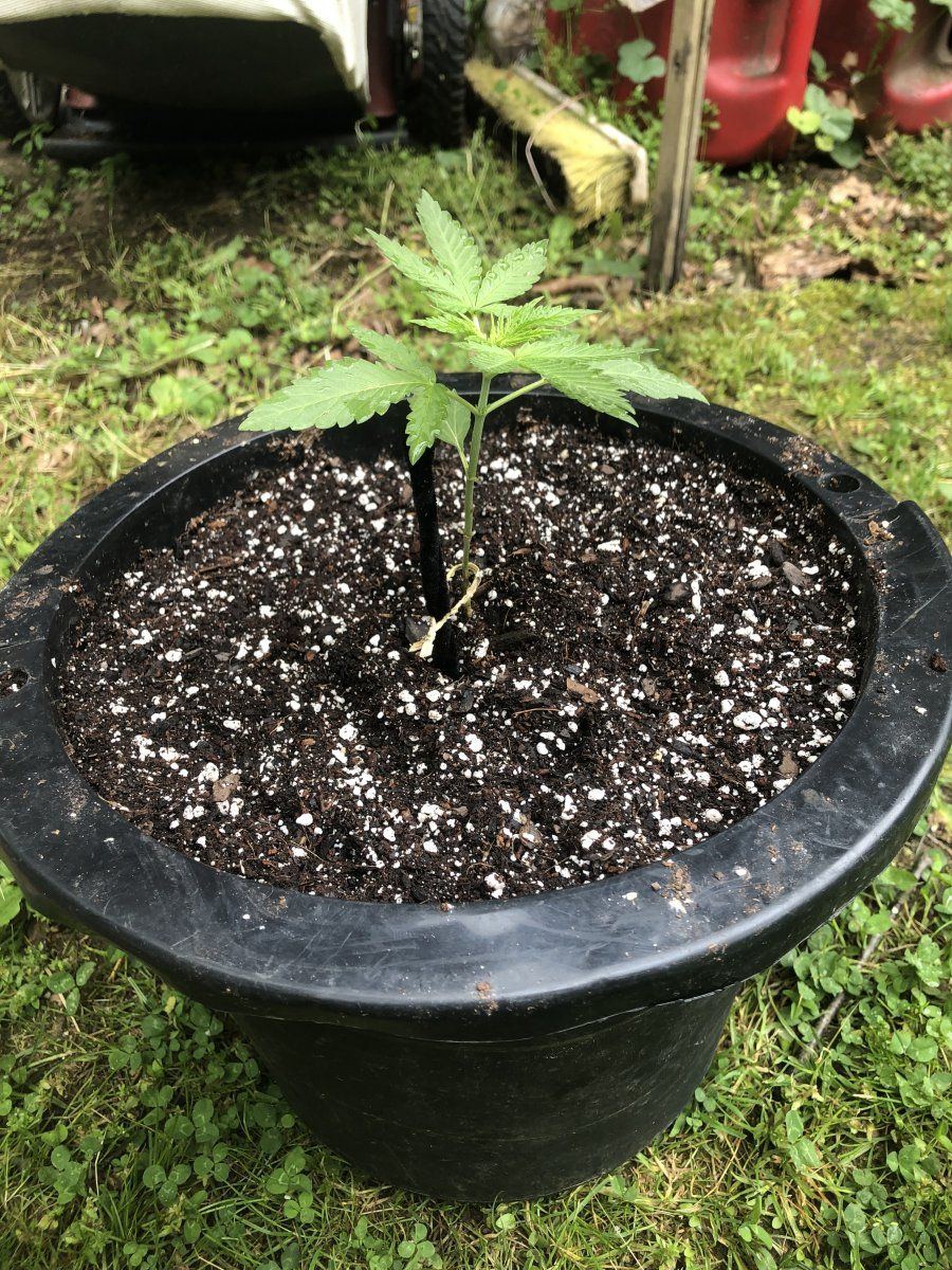 1st time ever growing using coco loco for outdoors i know not to add any nutrients until 3 4 w