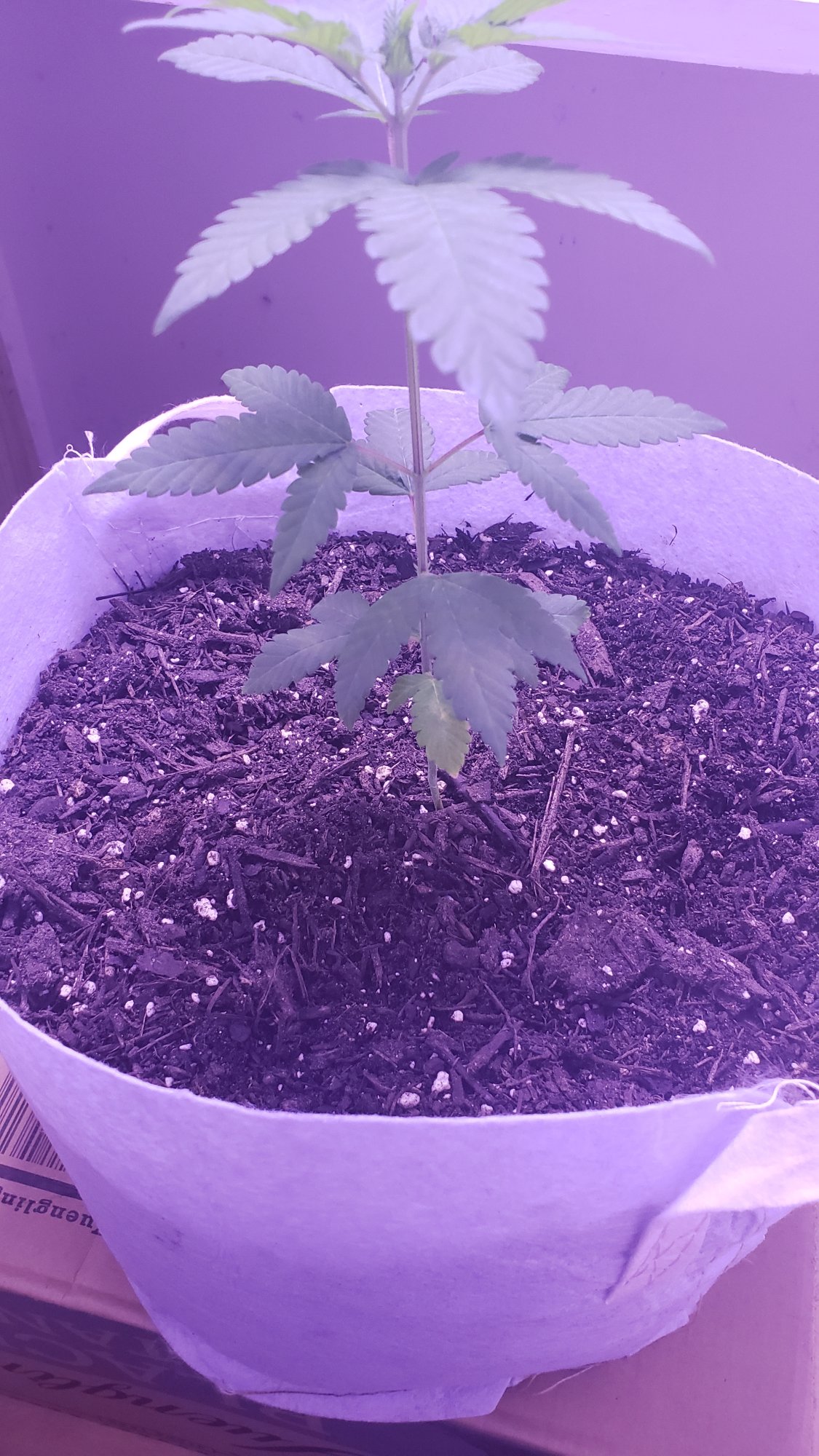 1st time grow 2