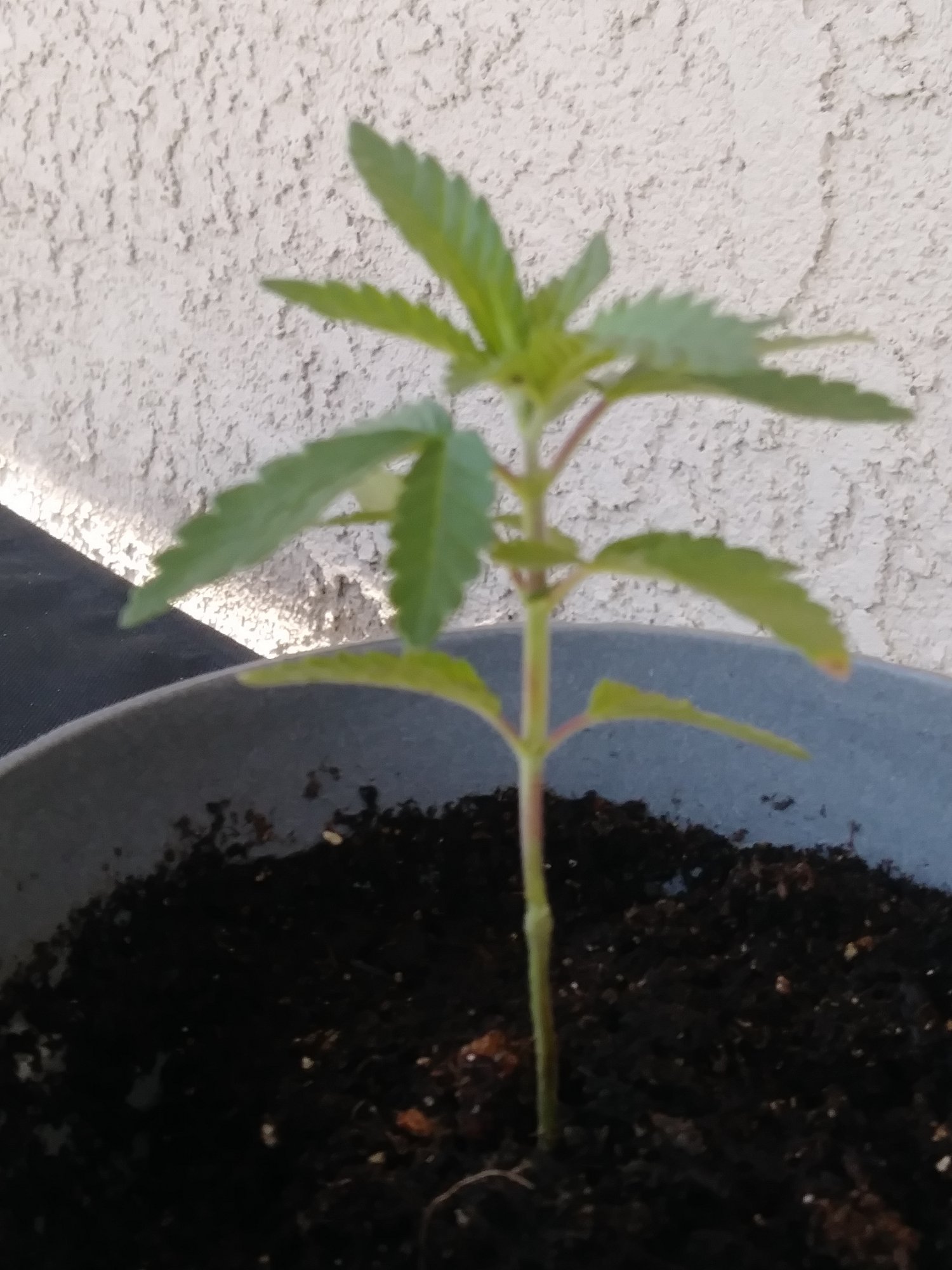 1st time grow 2