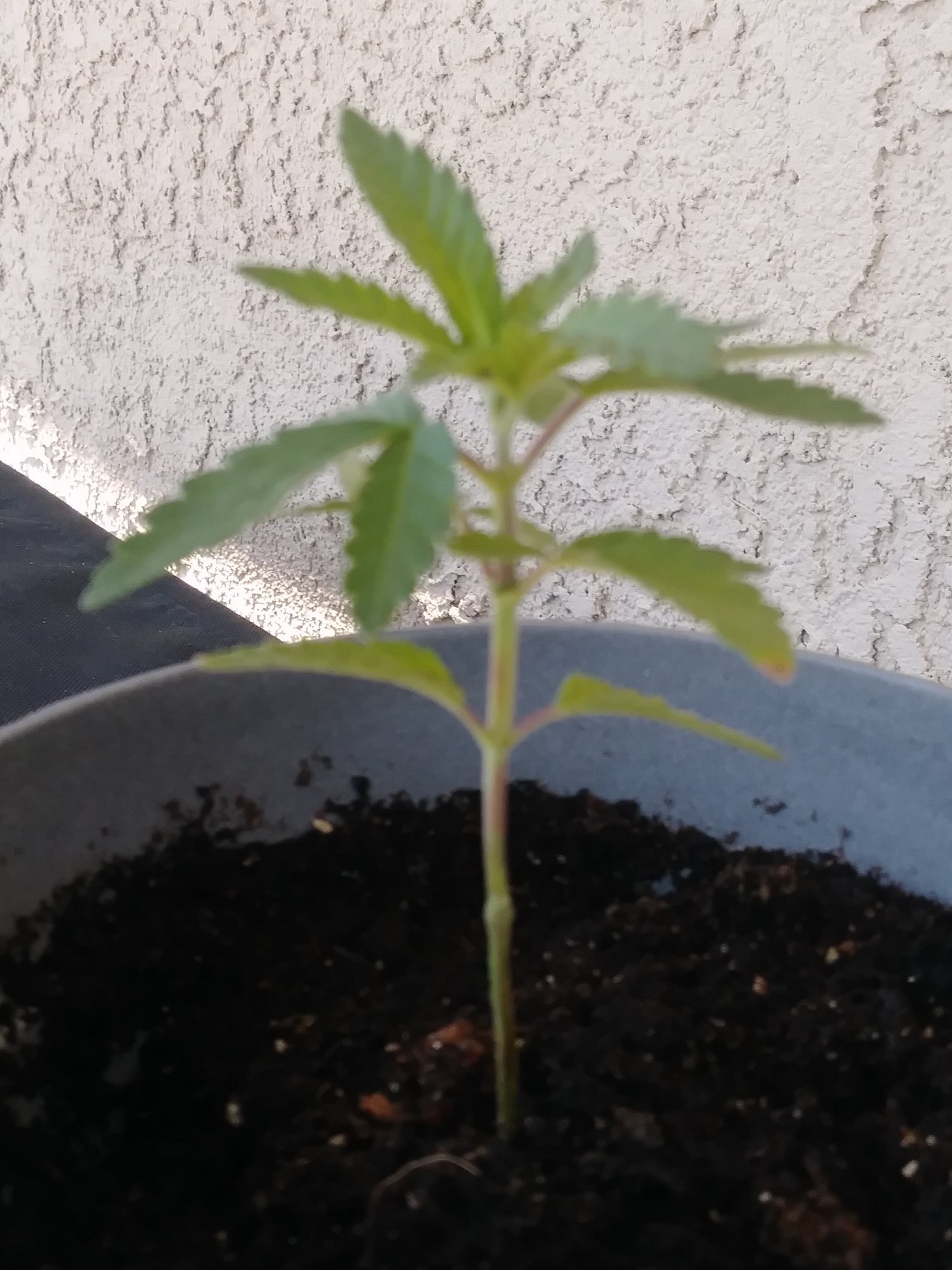 1st time grow 3