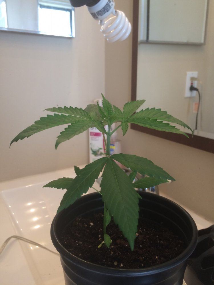 1st time grow   help 2