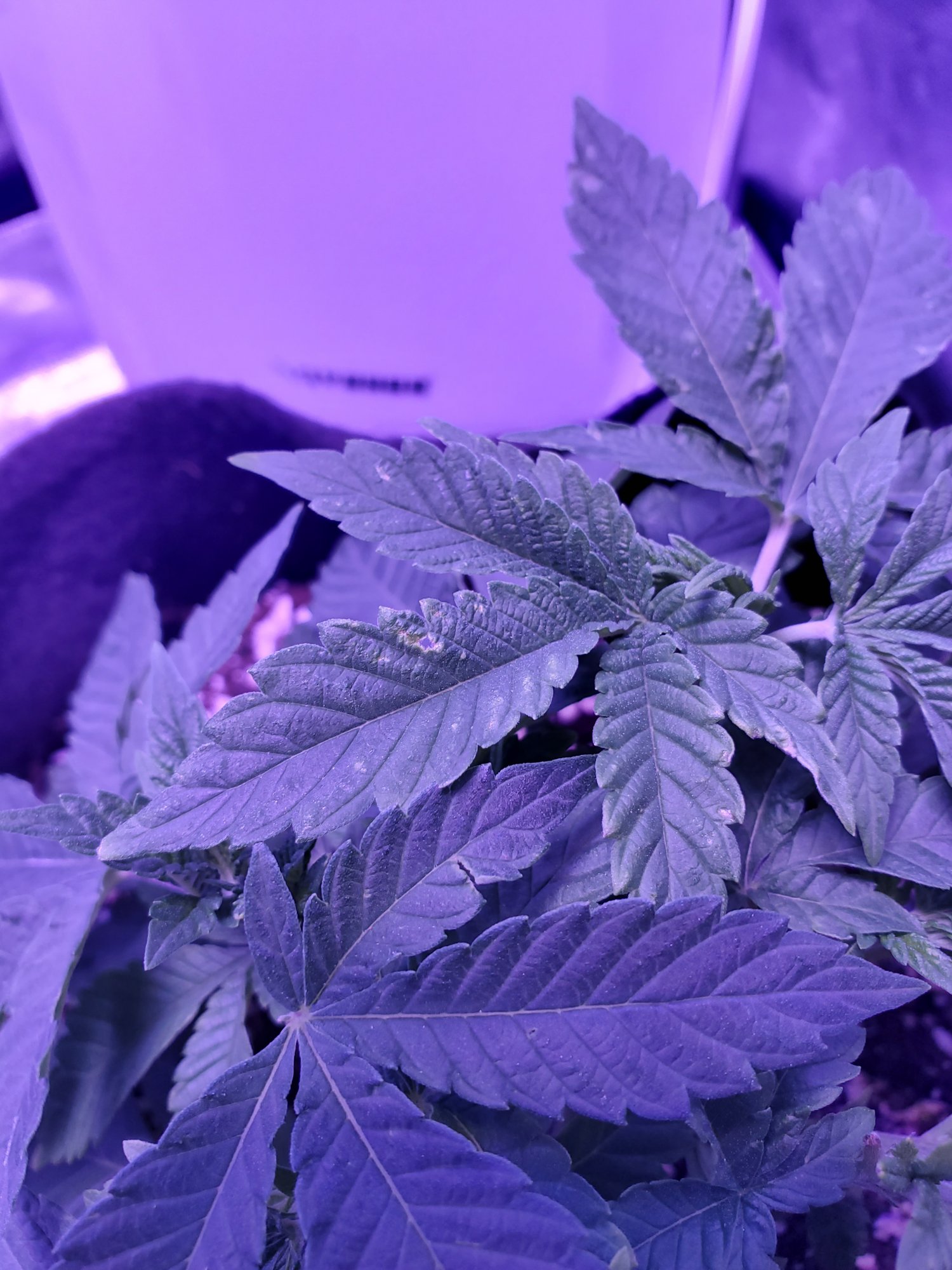 1st time grow   hole in leaves and browning starting to occur 2