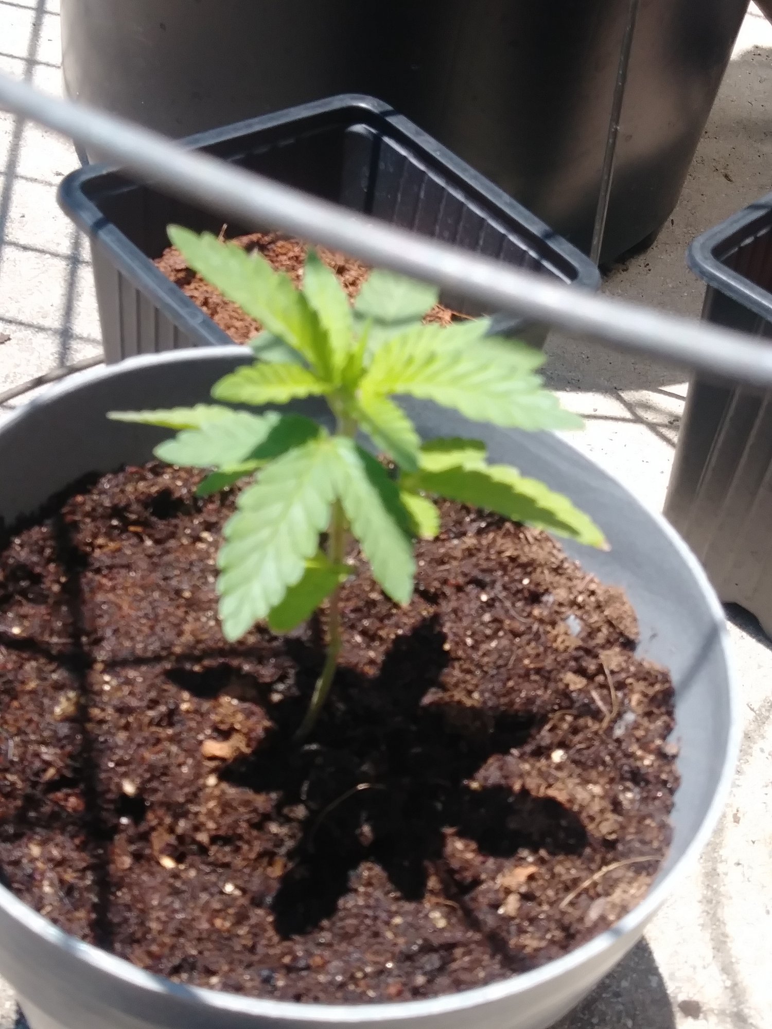 1st time grow