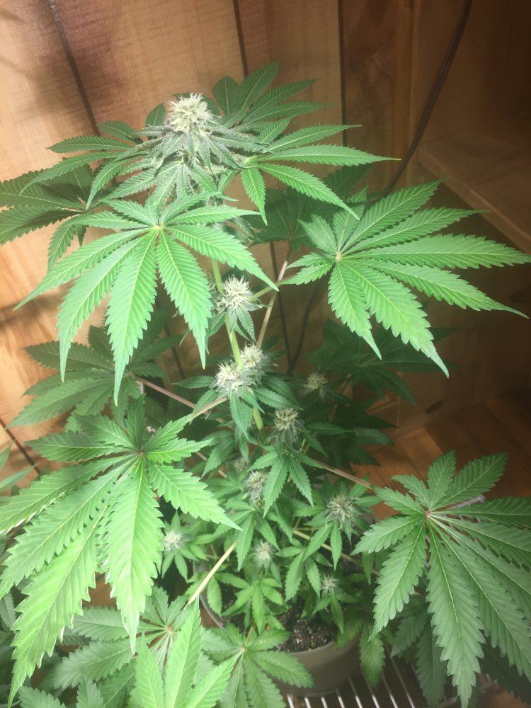 1st time grow would like to see what you think smaller plant smells like peaches 11