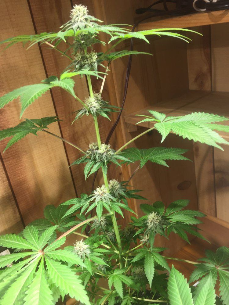 1st time grow would like to see what you think smaller plant smells like peaches 4