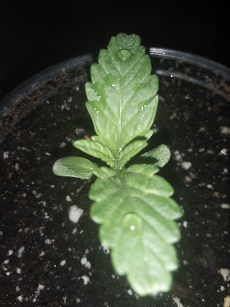 1st time grower 2