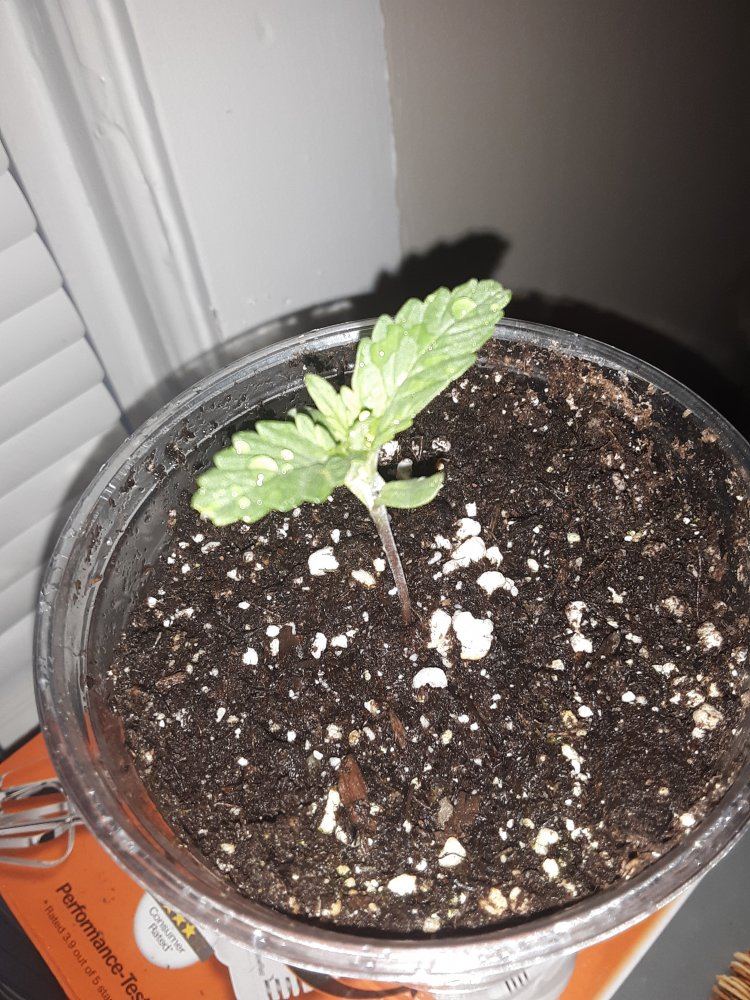 1st time grower 3