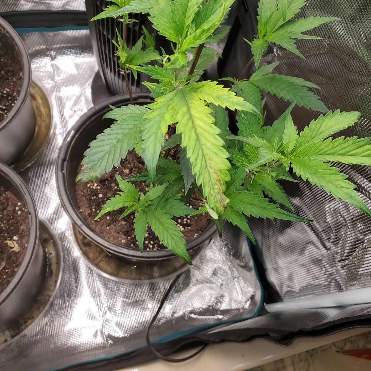 1st time grower deficiency or 5