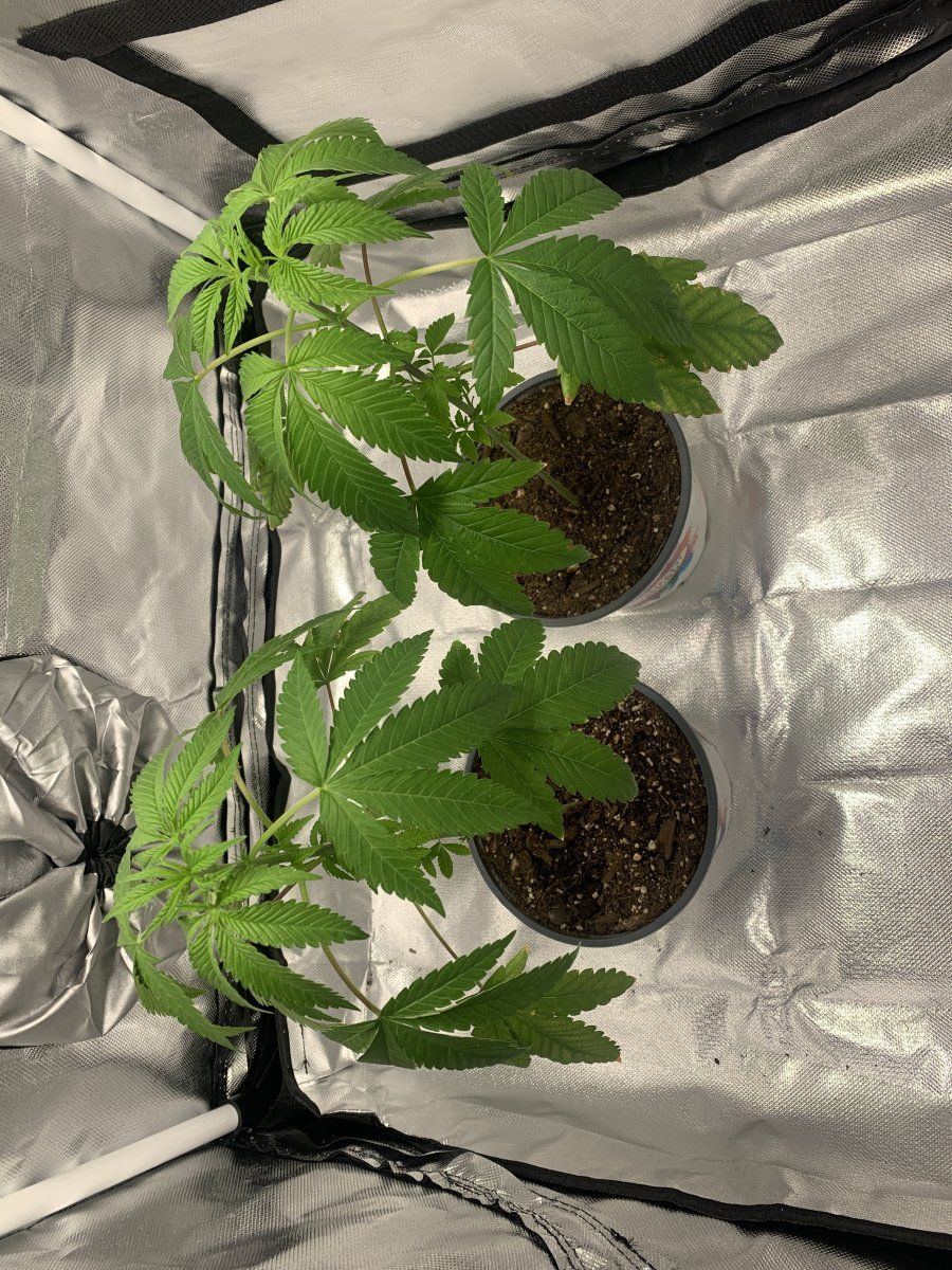 1st time grower here just wanted to introduce myself 3