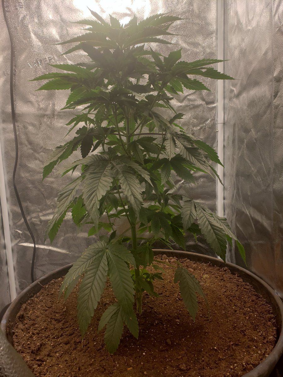 1st time grower how am i doing any suggestions