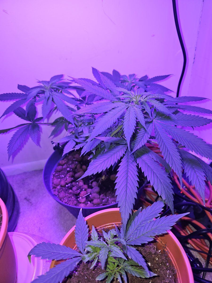 1st time grower looking for feed back
