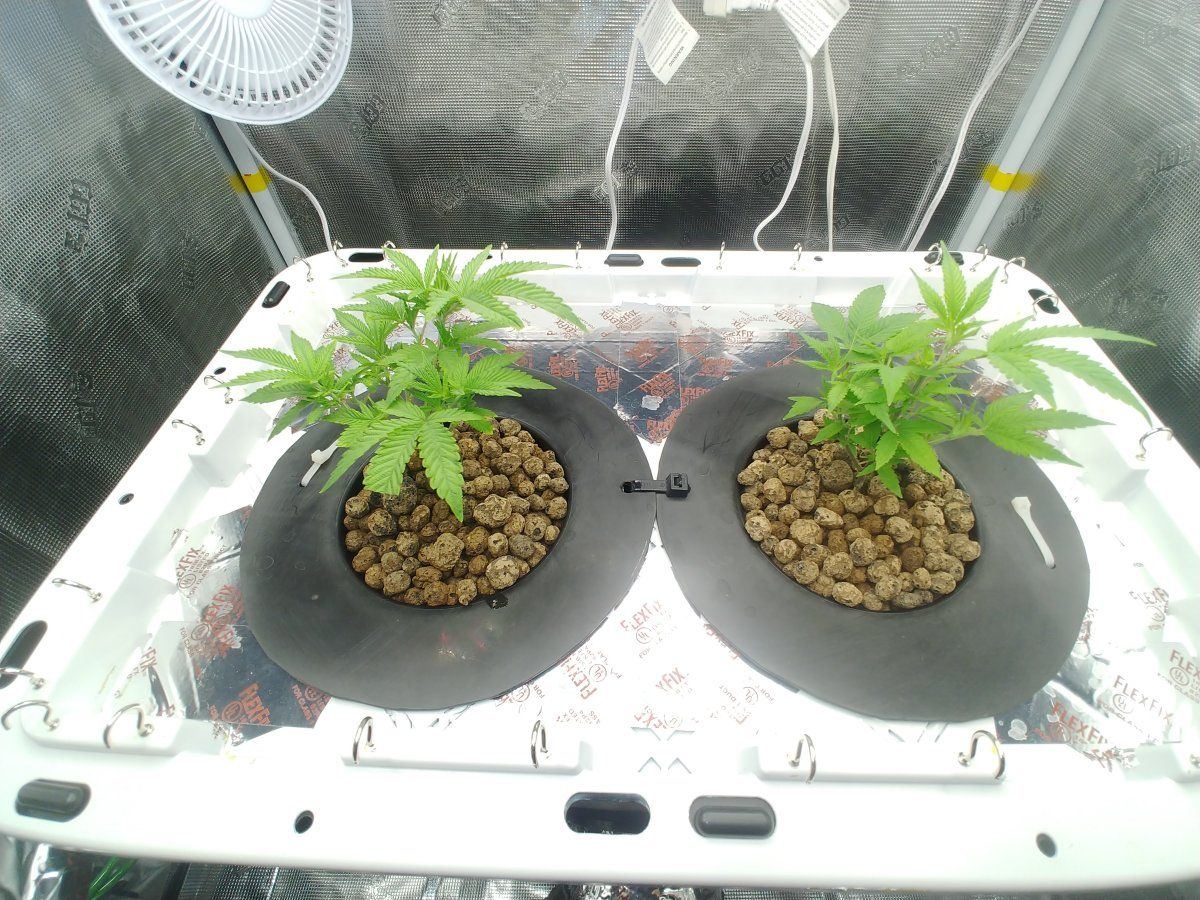 1st time grower looking for feedback