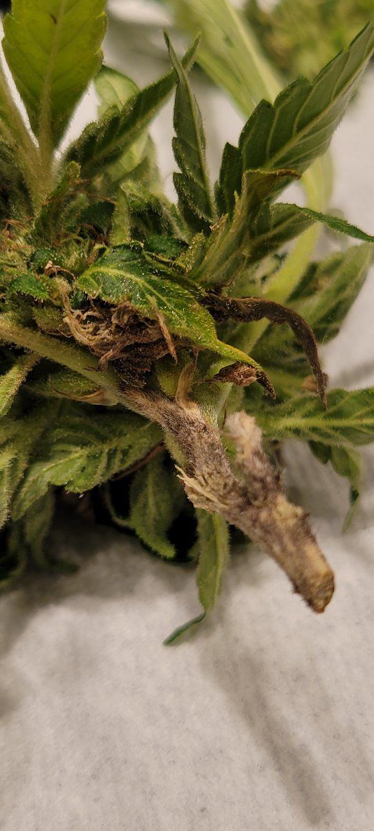 1st time grower   mold 3
