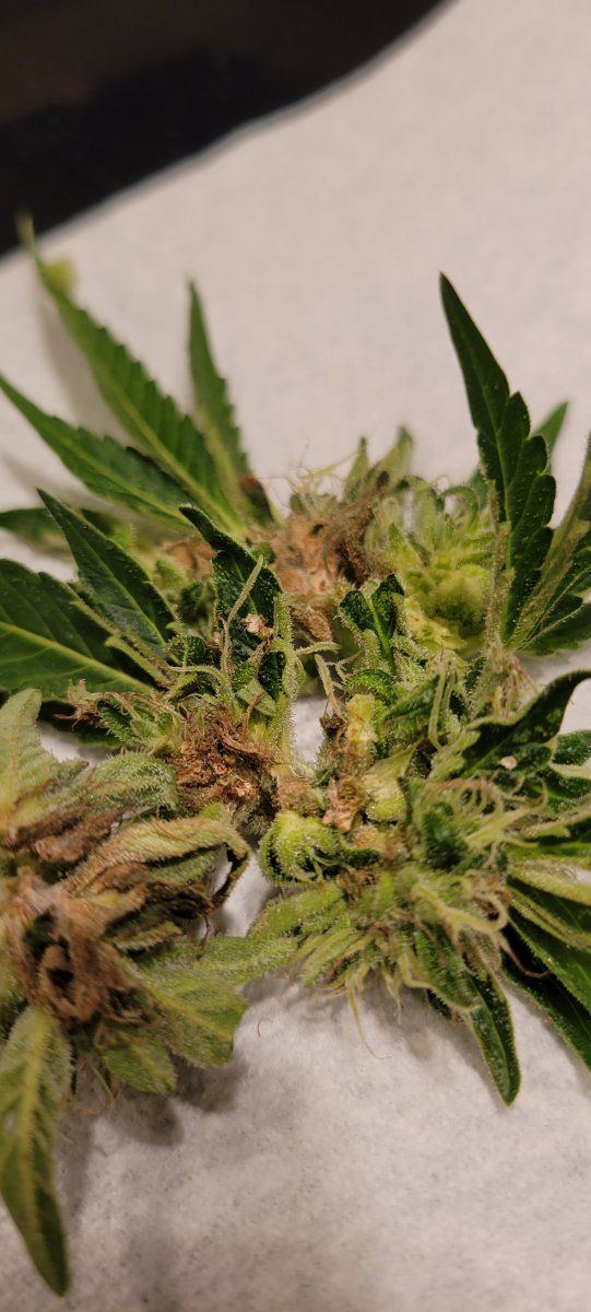 1st time grower   mold 4