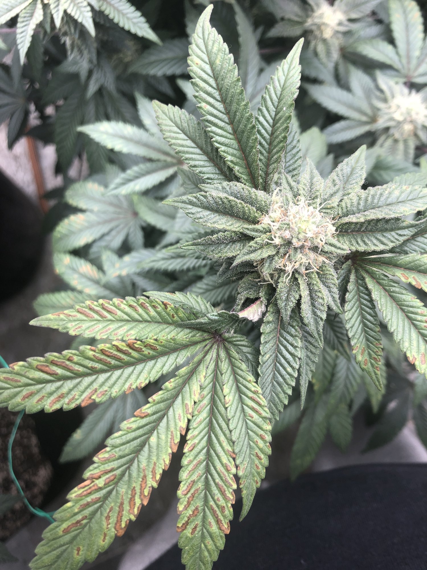 1st time grower need help in week 5 flower discoloration my plants look