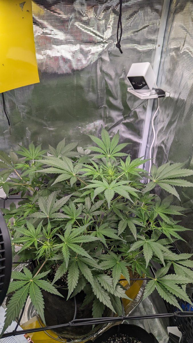 1st time grower needs some help 2